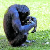 La chimpancé Natalia sostiene en brazos el cuerpo yacente de su cría.