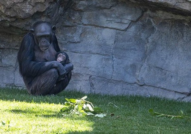 Noelia, chimpancé hermana de Natalia, con la pequeña Cala en brazos.