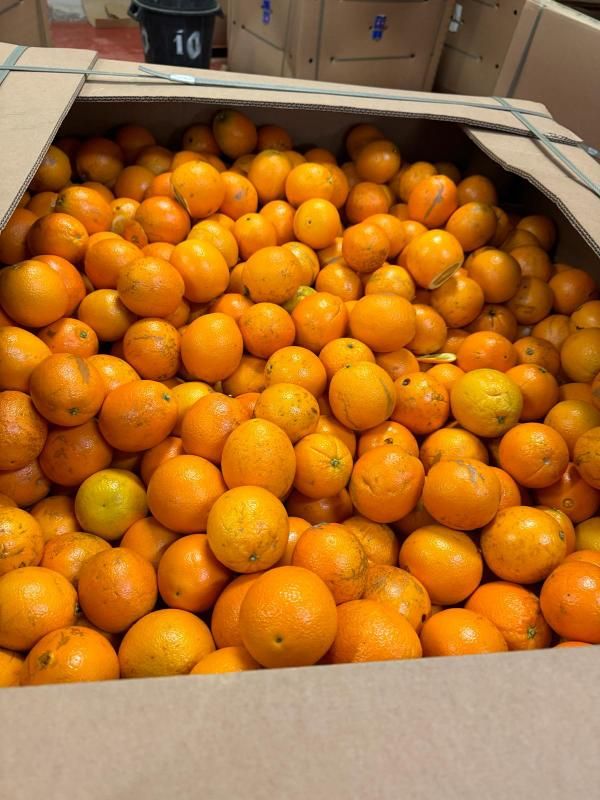 Las importaciones de naranjas de Egipto se han multiplicado por cien en diez años