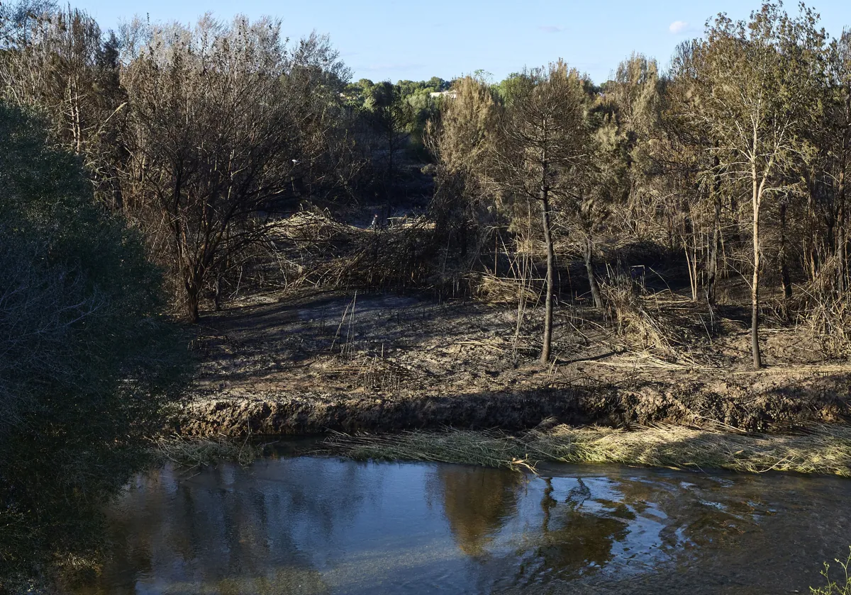 Medio Ambiente destinará 4,7 millones a limpiar cañas en el Parque Natural del Turia tras tres incendios