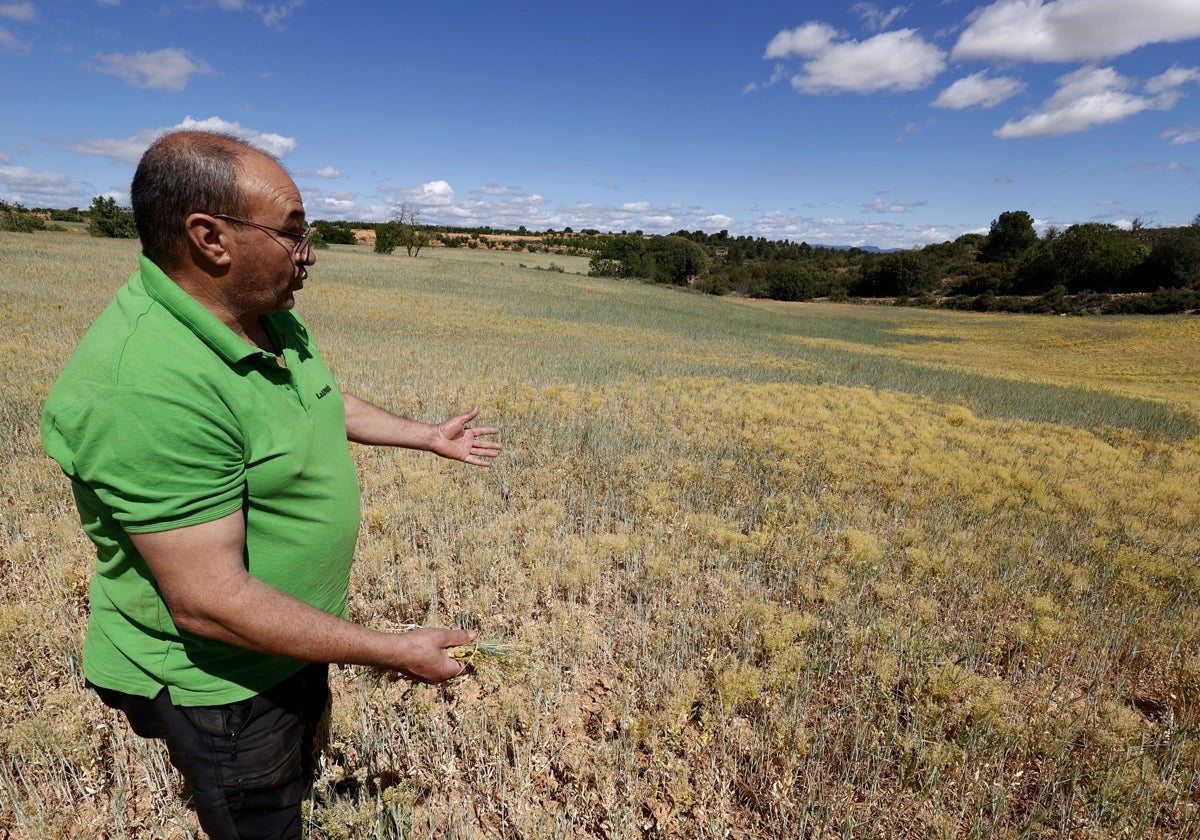 Luis Javier Navarro, agricultor de viña y cereal, sabe que no cosechará el grano.