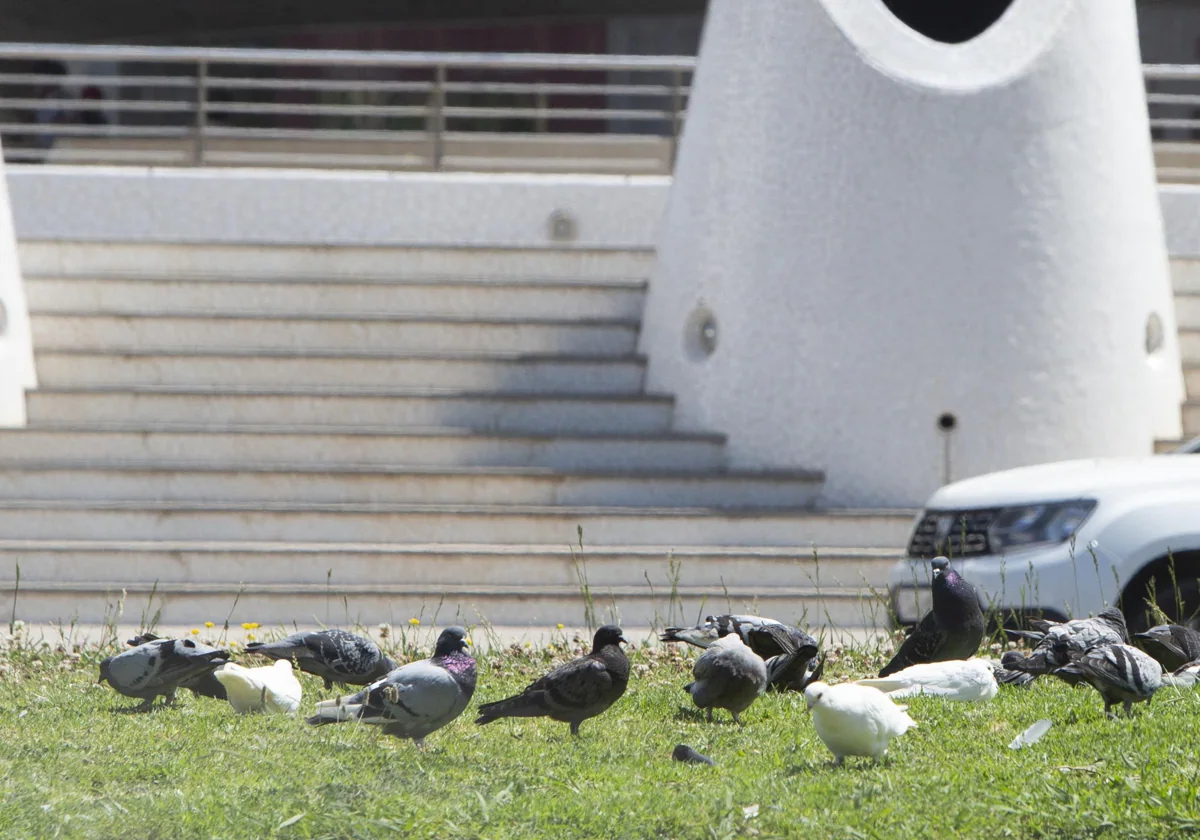 Los seis distritos de Valencia donde más problemas generan palomas y estorninos