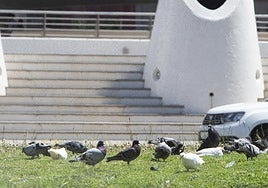 Una bandada de palomas, en el bulevar central frente al Umbracle, este martes.