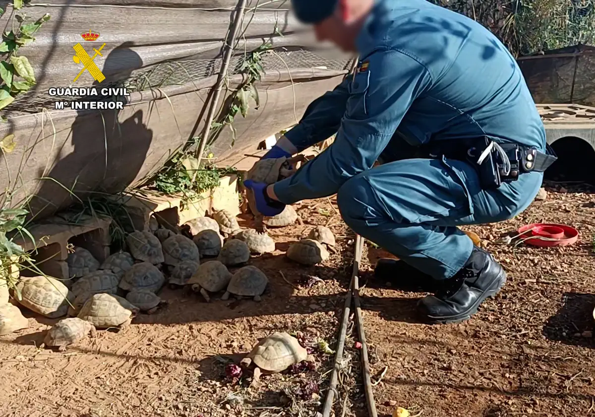 La Guardia Civil de Valencia incauta 229 tortugas mora en una finca de Picassent