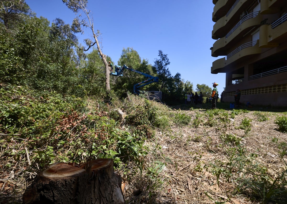 Imagen secundaria 1 - Trabajos de poda junto a los edificios de Aparejadores de la Devesa de El Saler.