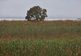 Una vista reciente de la Albufera.