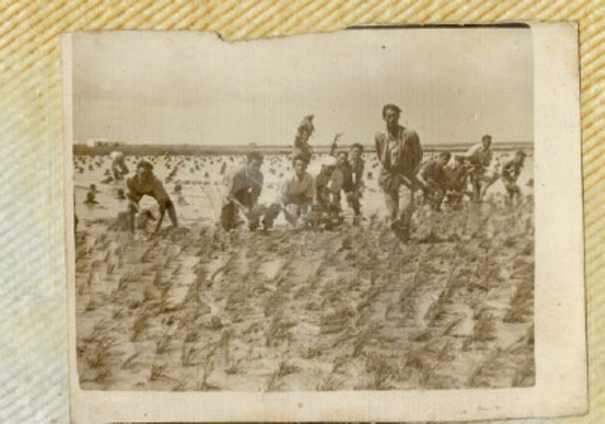 Imagen principal - En la imagen superior, una cuadrilla de plantadores, garbero y trineo repartiendo las garbas; debajo de ella, una foto histórica: el primer tratamiento aéreo contra la pudenta. Entre las personas que aparecen en la fotografía se encuentran Pepe Hermano Asensi, Vicente y Antonio Ferri García y, a la derecha del todo, el secretario de la FAAE de Sevilla. Y sobre estas líneas, retrato de tres valencianas en bañador, entre arrozales: Vicenta Hermano Mateu, Rosarín Boix y Pepita 'Carallena'.