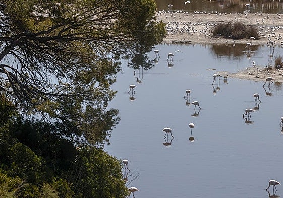 Vista de la Albufera.