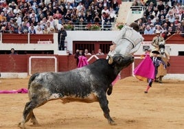 Momento en que Román es corneado por el toro, que lo mantuvo prendido por el muslo varios segundos.