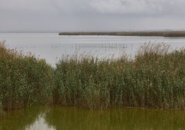 Un paraje de la Albufera.