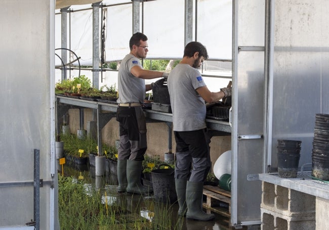 Técnicos trabajan con la flora del centro acuícola.