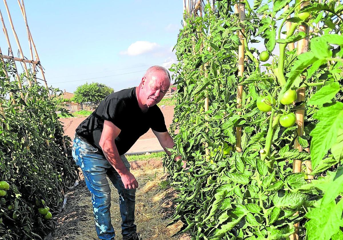 Juan Alabau cultiva tomate valenciano en Forn d'Alcedo y cubre el suelo con paja para gastar menos agua.