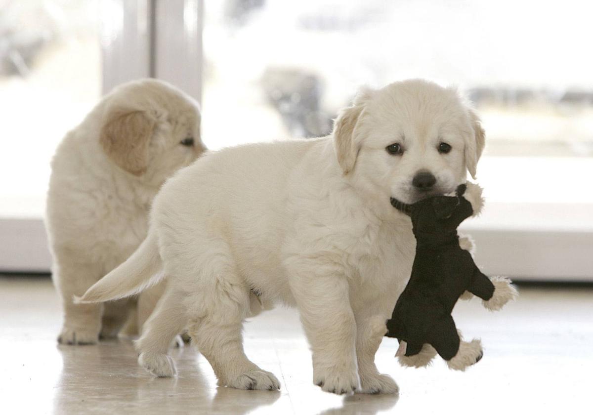 Un golden retriever cachorro.