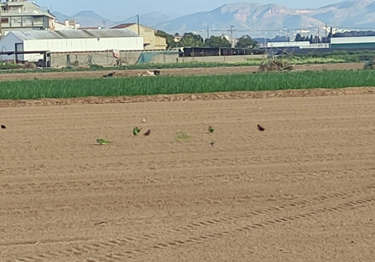 Palomas y cotorras se alimentan de las semillas sembradas por los agricultores valencianos.