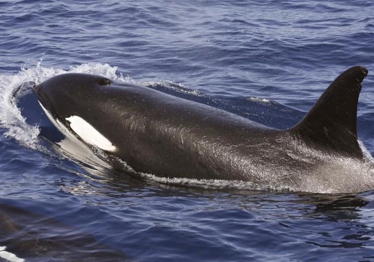 Una orca en aguas españolas.