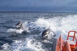 Un grupo de orcas interactúa de forma peligrosa con una embarcación en aguas del Estrecho.