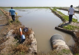 Dos agricultores poniendo medidas para espantar a los flamencos.