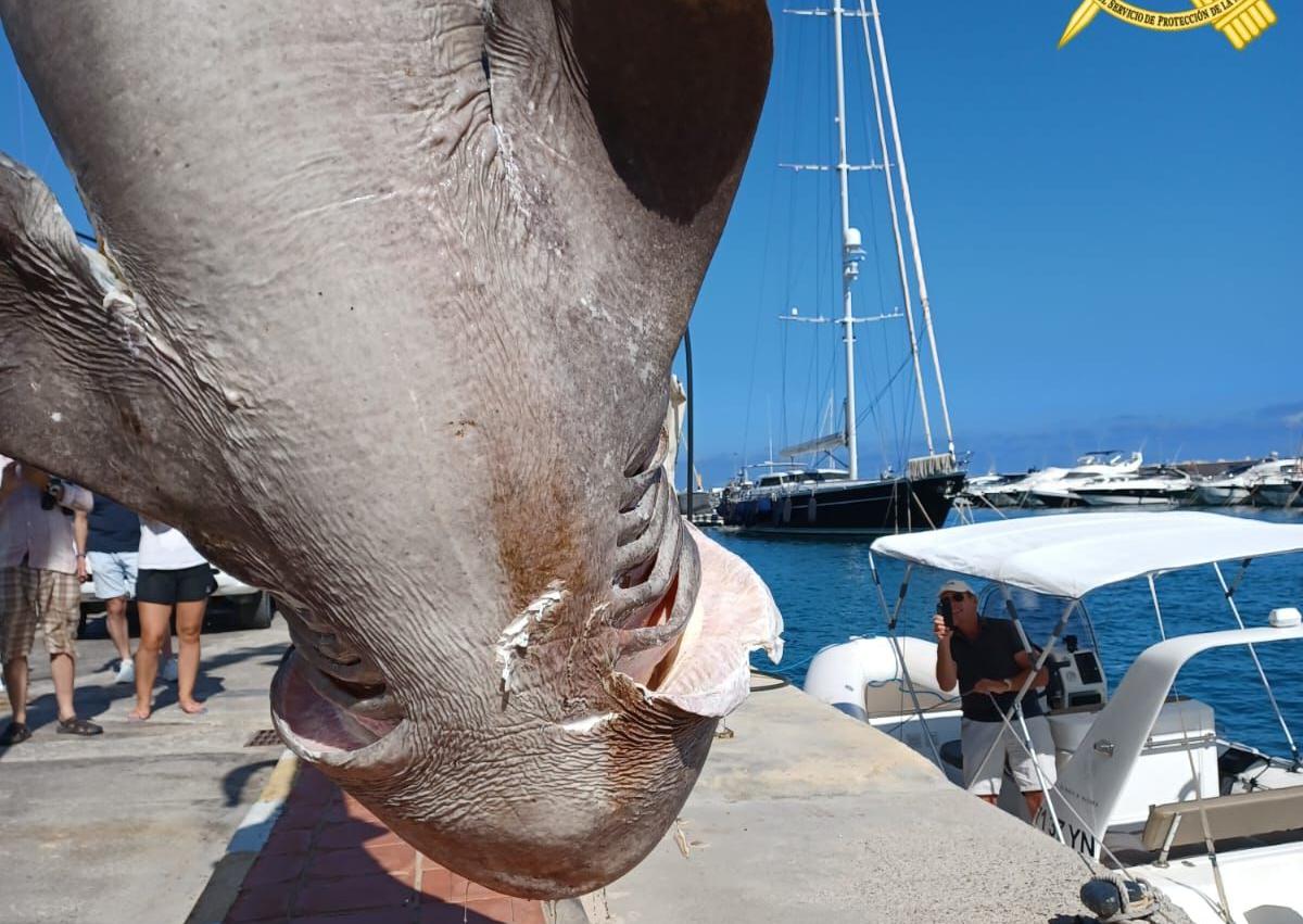 Imagen secundaria 1 - Aparece en Altea uno de los tiburones más grandes del Mediterráneo