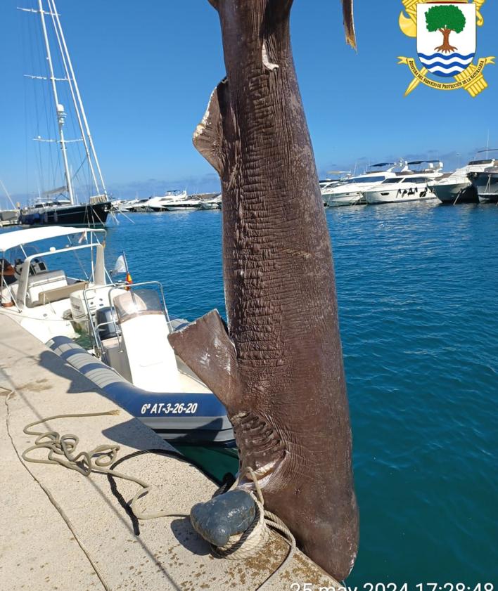 Imagen secundaria 2 - Aparece en Altea uno de los tiburones más grandes del Mediterráneo