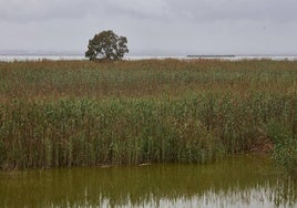 Parque natural de la Albufera.