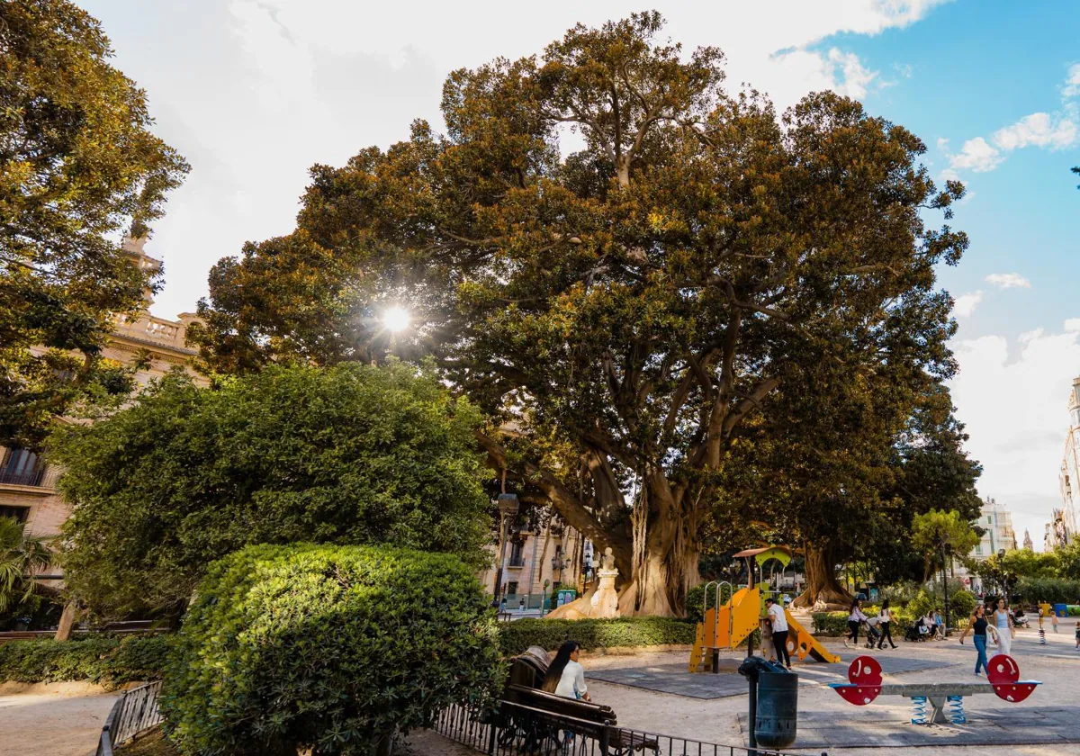 El Ayuntamiento revisará y podará los ficus del Parterre y la Glorieta por primera vez en dos años