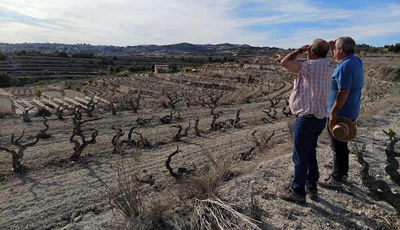 Dos agricultores observa un viñedo afectado por la sequía.