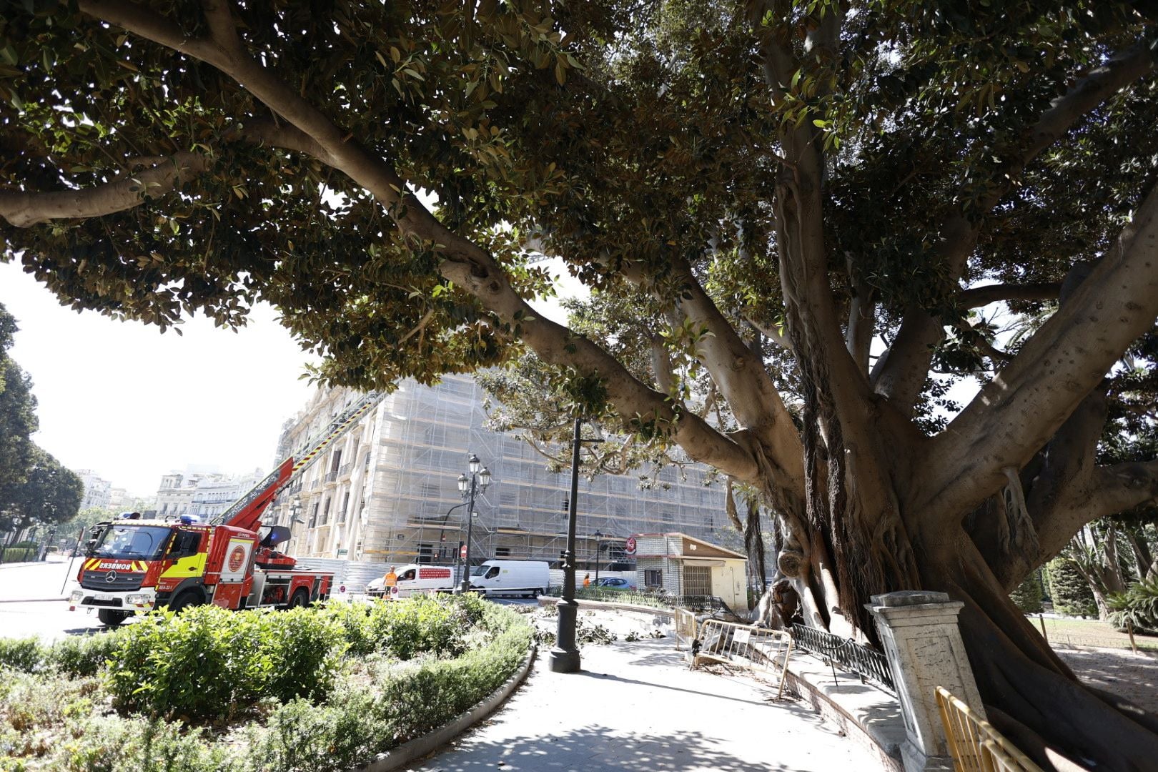 Parques y Jardines inicia la poda del ficus del Parterre de Valencia