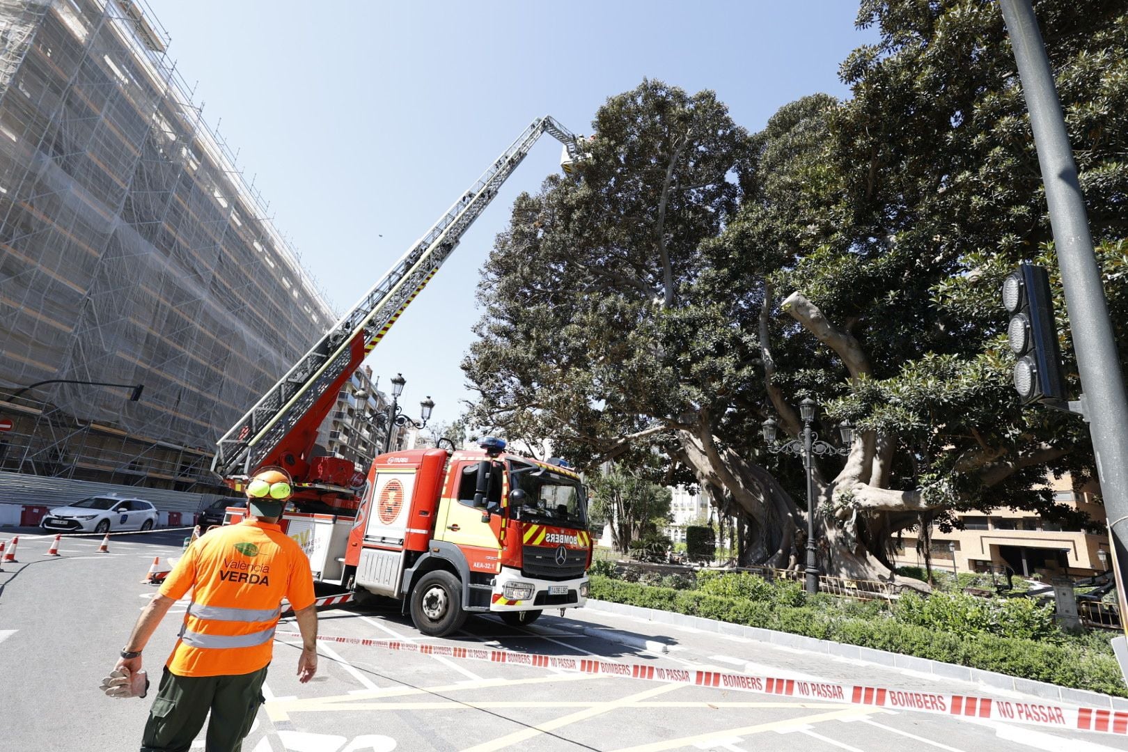 Parques y Jardines inicia la poda del ficus del Parterre de Valencia