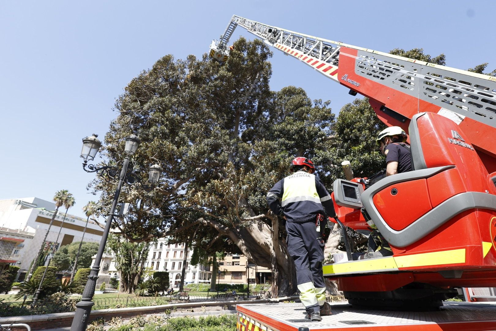 Parques y Jardines inicia la poda del ficus del Parterre de Valencia