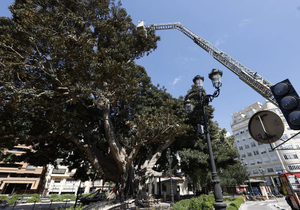 Parques y Jardines inicia la poda del ficus del Parterre dos años después del desplome de una rama