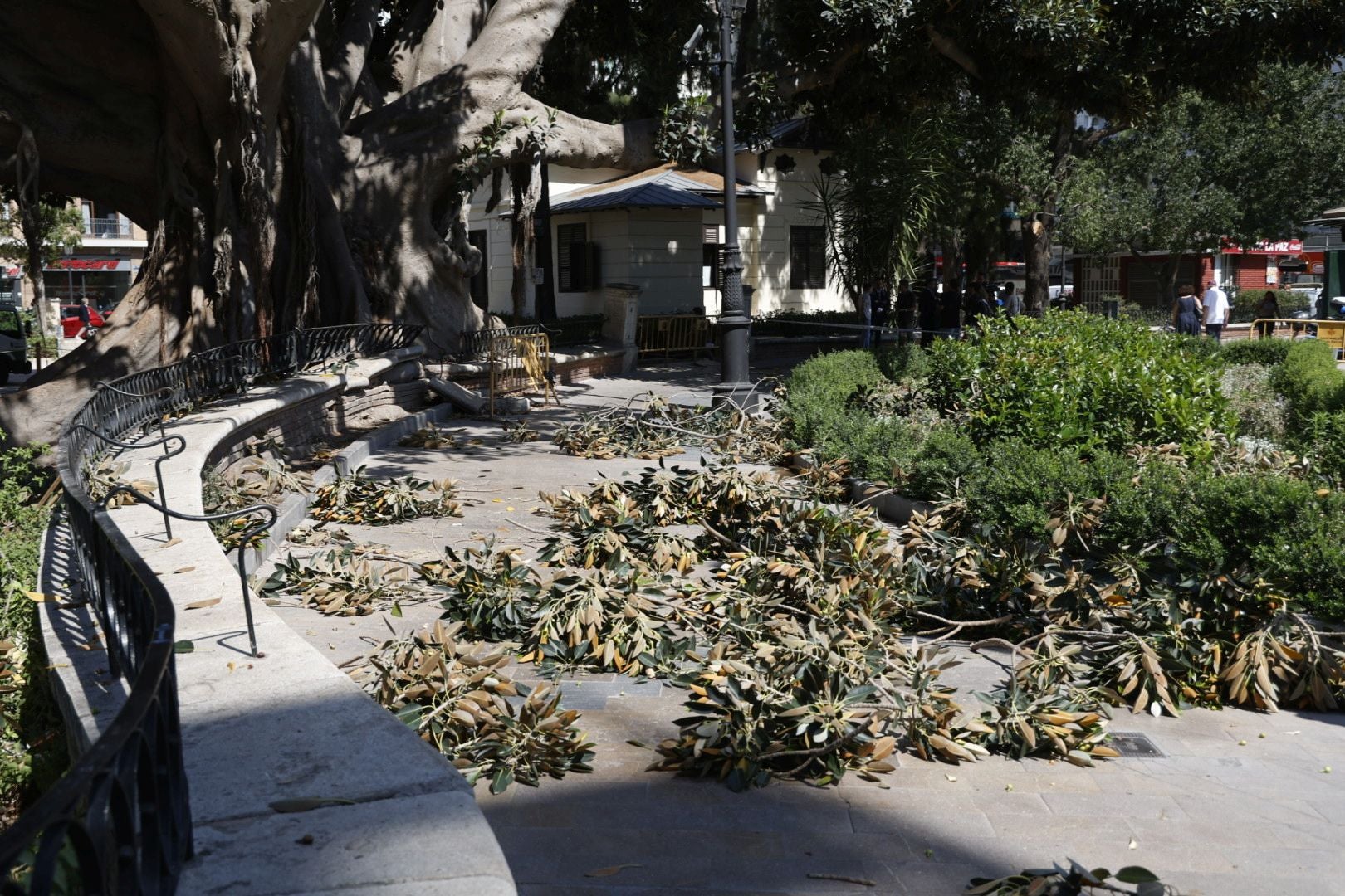 Parques y Jardines inicia la poda del ficus del Parterre de Valencia