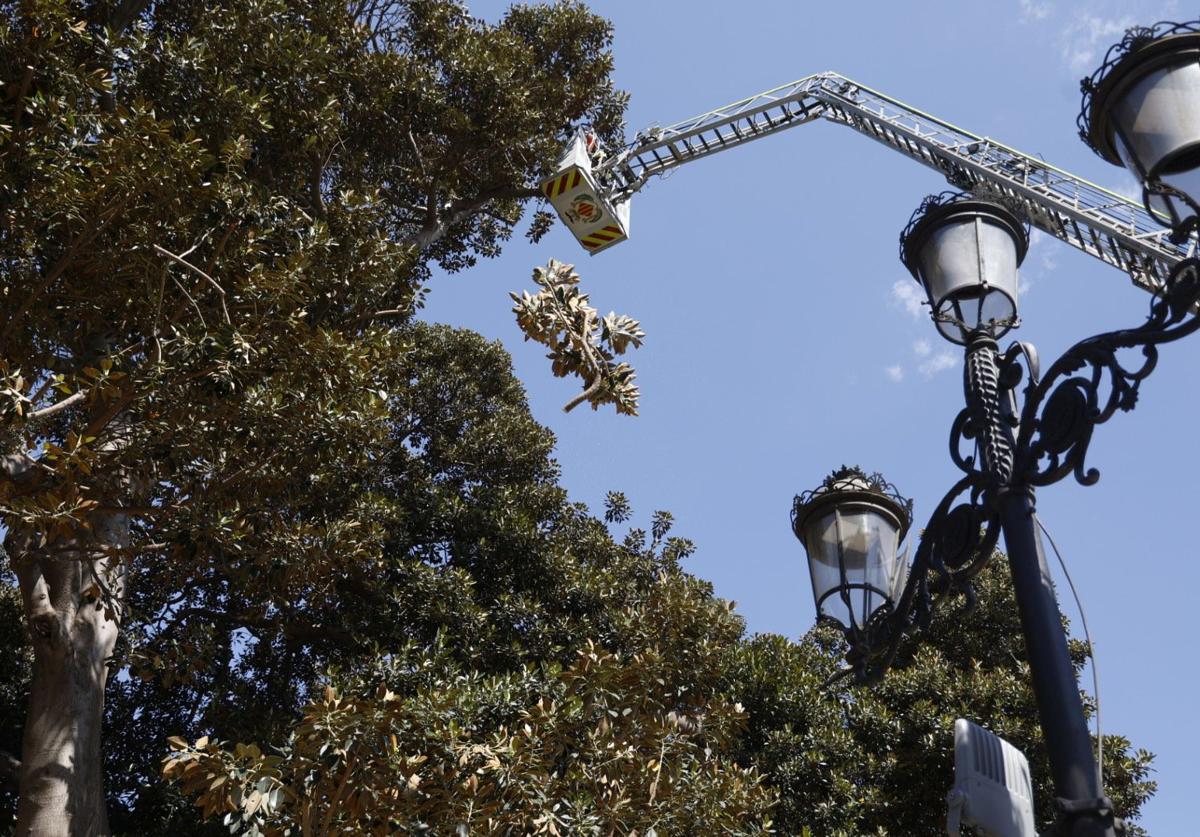 Parques y Jardines inicia la poda del ficus del Parterre de Valencia