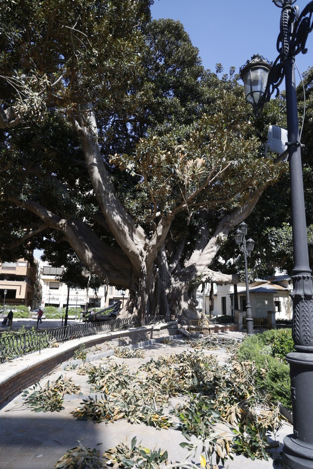 Parques y Jardines inicia la poda del ficus del Parterre de Valencia