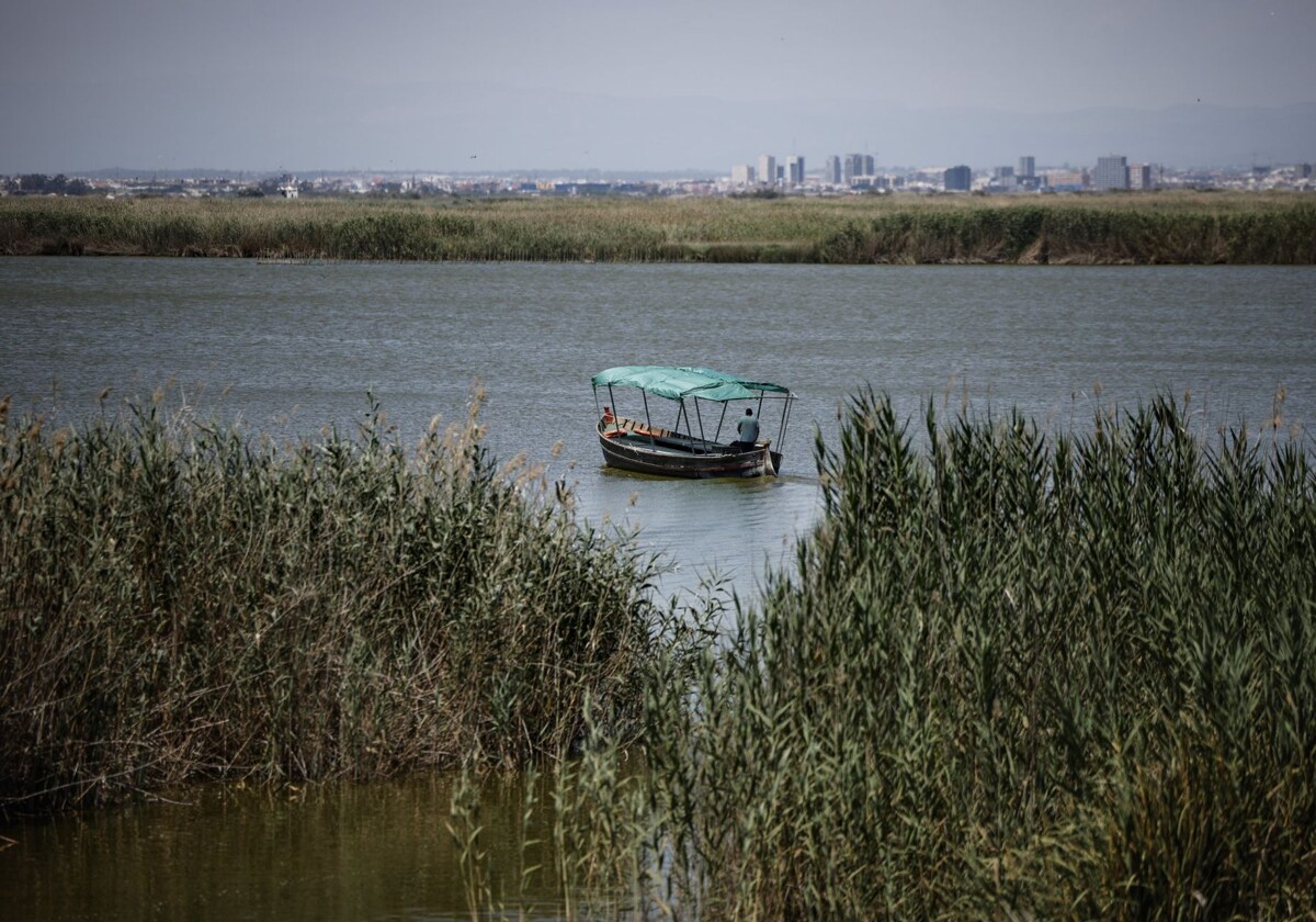 Gatos asilvestrados masacran las crías de aves de especies amenazadas en la Albufera