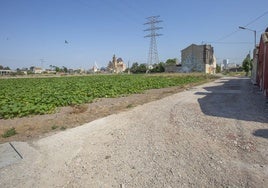 Camino sin asfaltar de entrada Colero, en la pedanía de La Punta de Valencia.