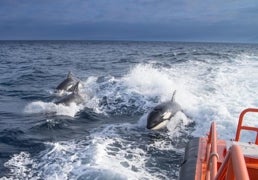 Los científicos descifran por qué las orcas atacan a los barcos en el Estrecho