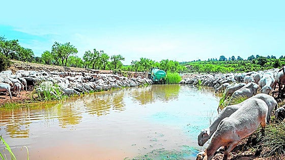 La sequía estrangula a un millón de cabezas de ganado