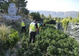 Imagen de archivo de una plantación de marihuana en Planes, Alicante.