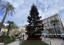 Abeto traído desde Italia para decorar la plaza de la Reina en Navidades.