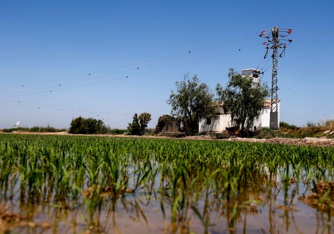 Arrozales en la Albufera.