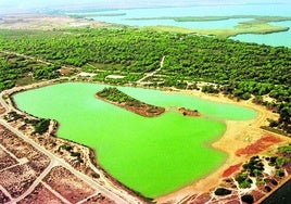 Vista aérea del lago artificial y de una parte de la Devesa de El Saler.