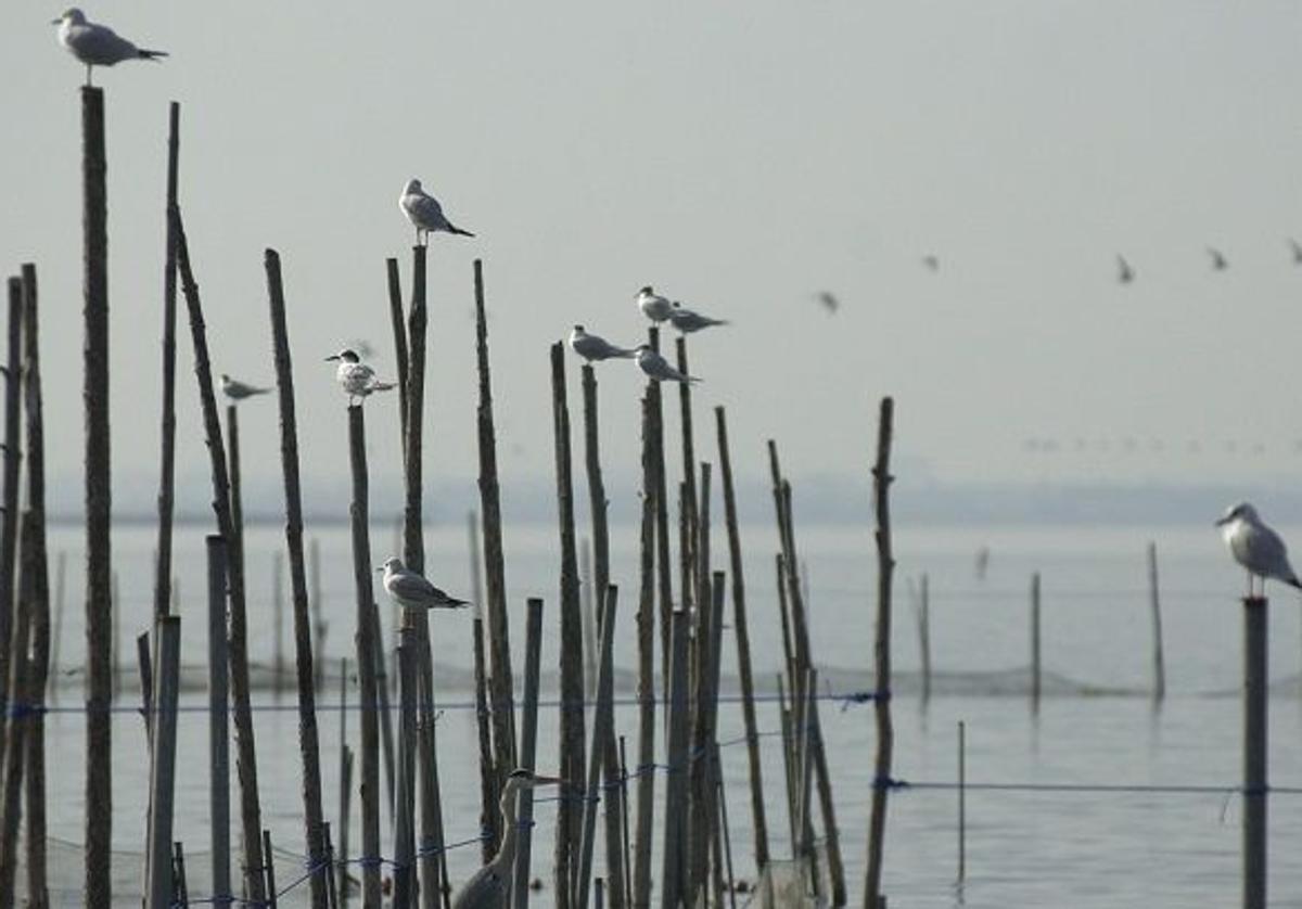 Un debate necesario sobre el presente y el futuro de l’Albufera