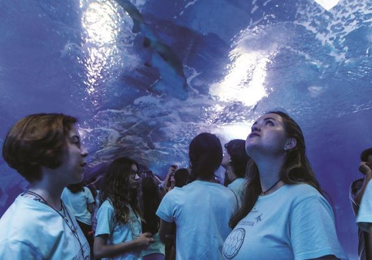 Proa: la escuela de verano para jóvenes de l'Oceanogràfic