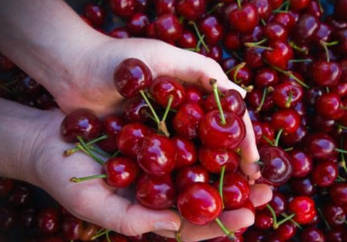 Qué pasa en nuestro cuerpo si comemos cerezas todos los días y cómo afecta a las personas con sobrepeso