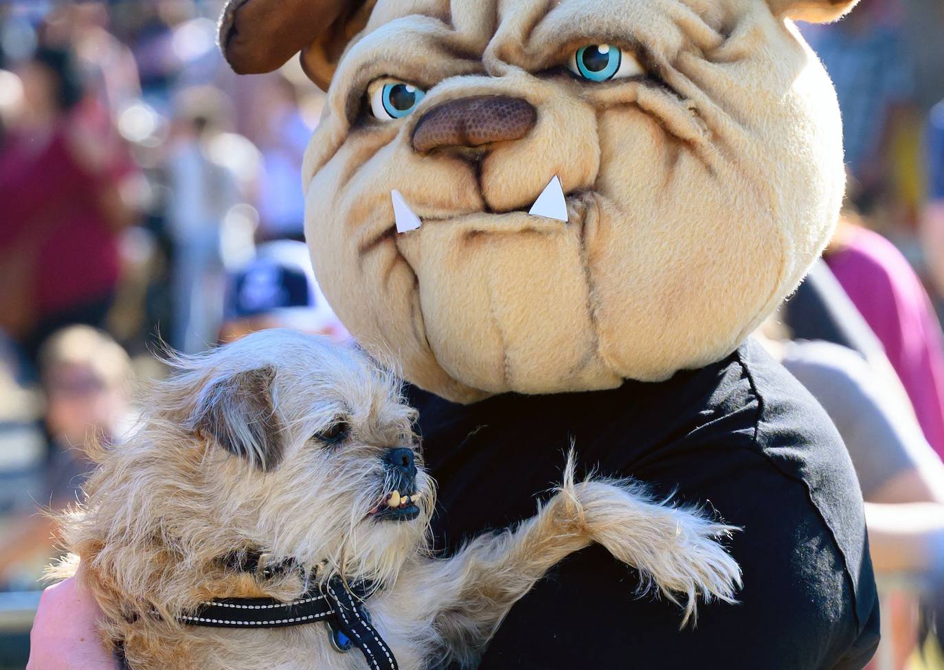 Los perros más feos del mundo compiten en California