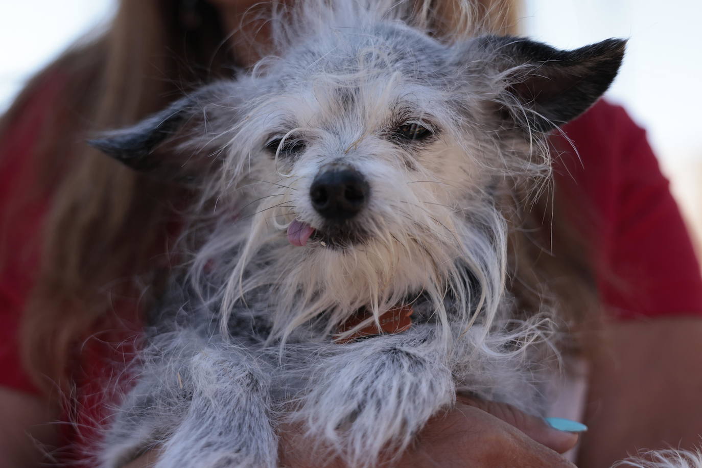 Los perros más feos del mundo compiten en California