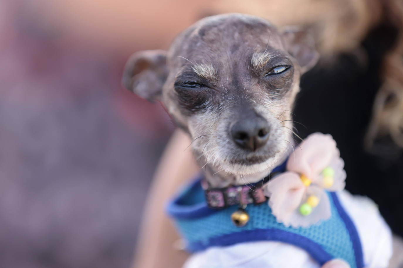 Los perros más feos del mundo compiten en California