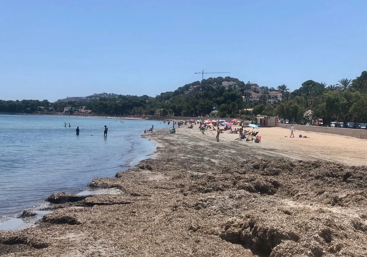 Dénia no podrá eliminar la posidonia de Les Rotes, Raset, el comienzo de Les Marines, Molins y Deveses.