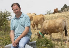 Marc Boix, ganadero, junto a sus vacas.