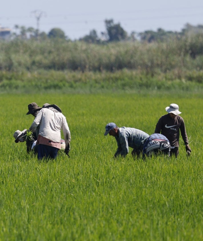 Imagen secundaria 2 - El manantial de la Font Salada, barcas de las rutas por el río Salinar y una cuadrilla trabajando en los campos de arroz.